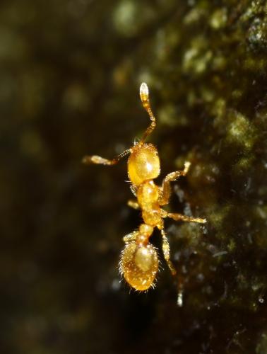 Solenopsis sp.